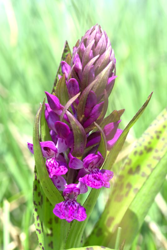 Dactylorhiza majalis?